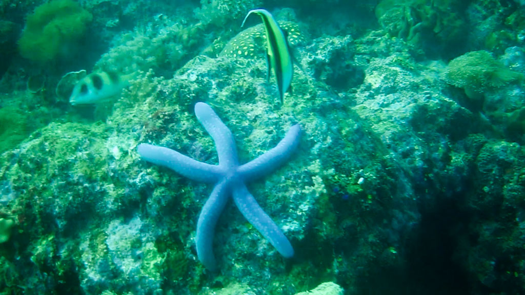 moorish idol, starfish