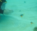 fighting against clownfish