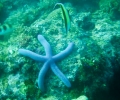 moorish idol, starfish